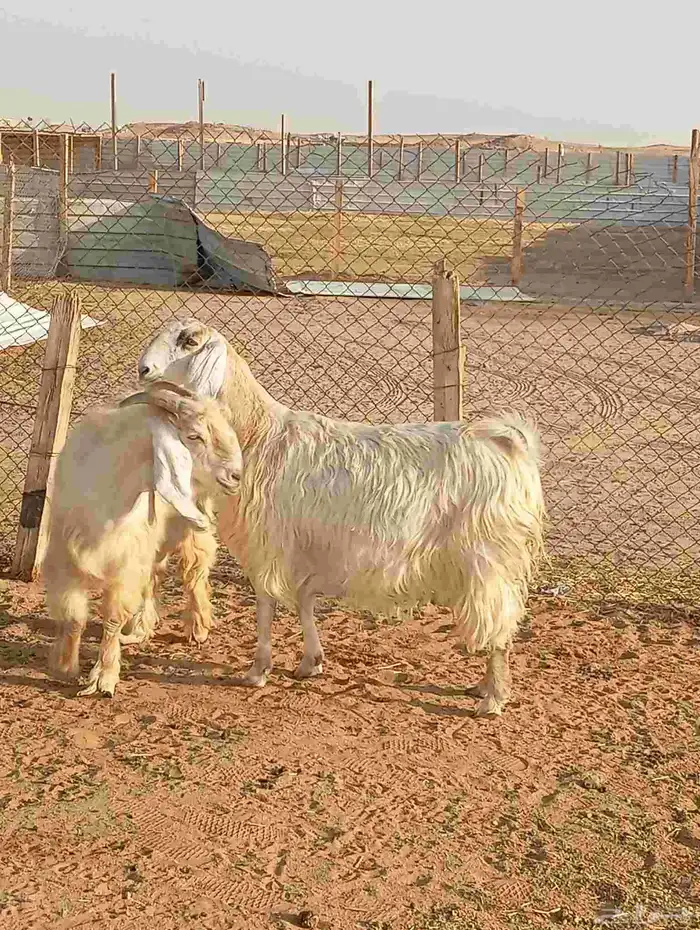 معزا دفيع شرط على الفحص 3