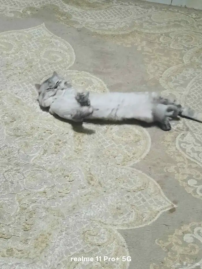 قط شيرازي للتبني 0