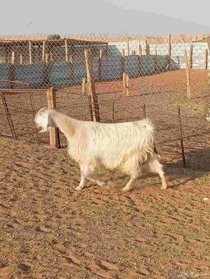 معزا دفيع شرط على الفحص 6