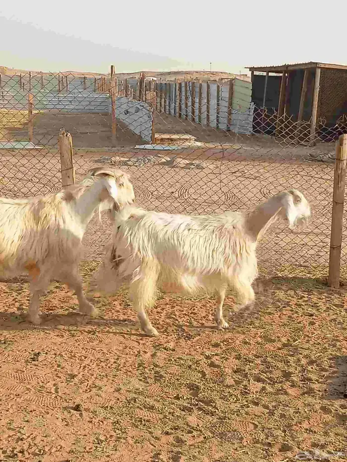 معزا دفيع شرط على الفحص 4
