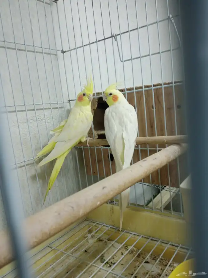 بغبغاء كروان منتج 5