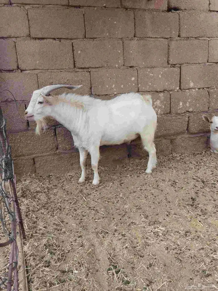 تيس وعنز 2