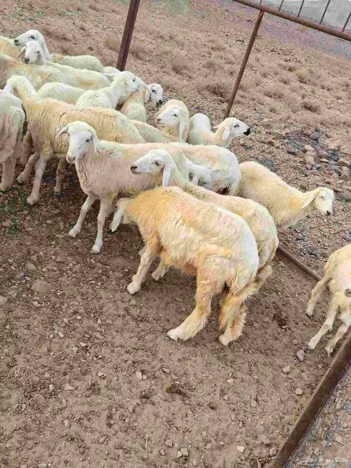 رخال حريات للبيع عليها سوم 850 والبيع قريب 2