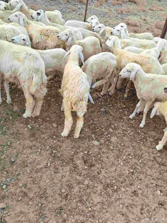 رخال حريات للبيع عليها سوم 850 والبيع قريب 1