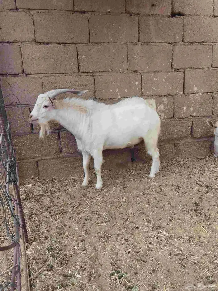 تيس وعنز 3
