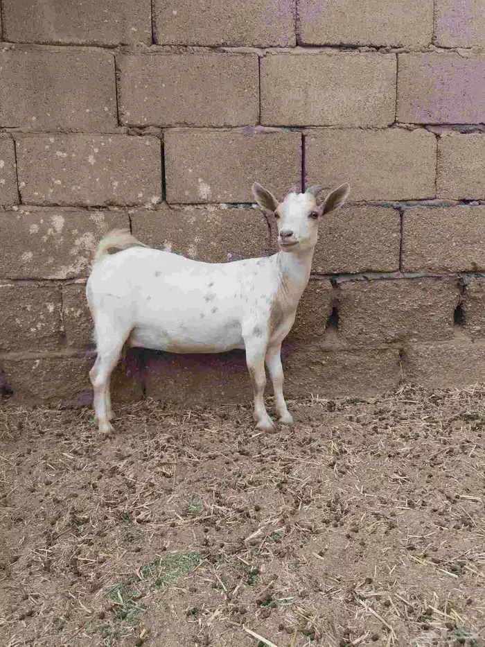 تيس وعنز 1