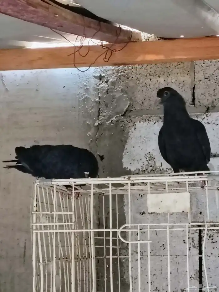 للبيع الجوز صنعاوي 1