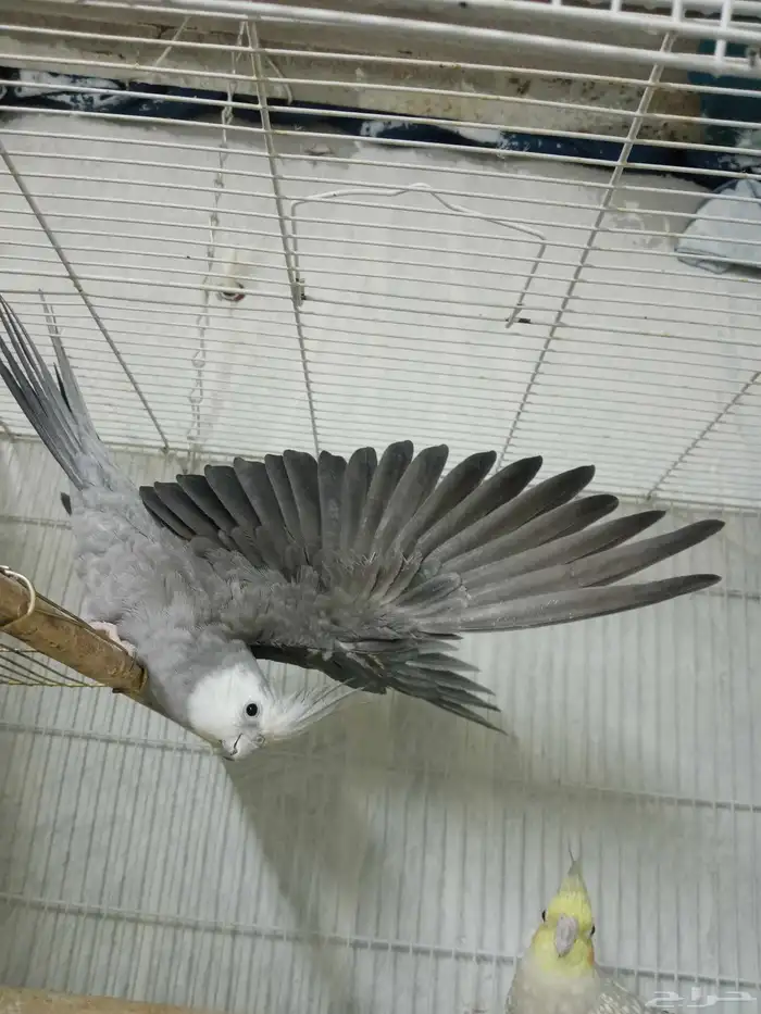 بغبغاء كروان منتج 3