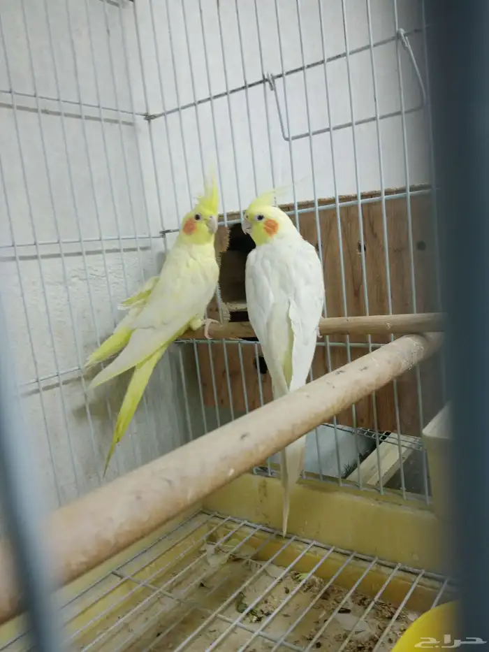 بغبغاء كروان منتج 7