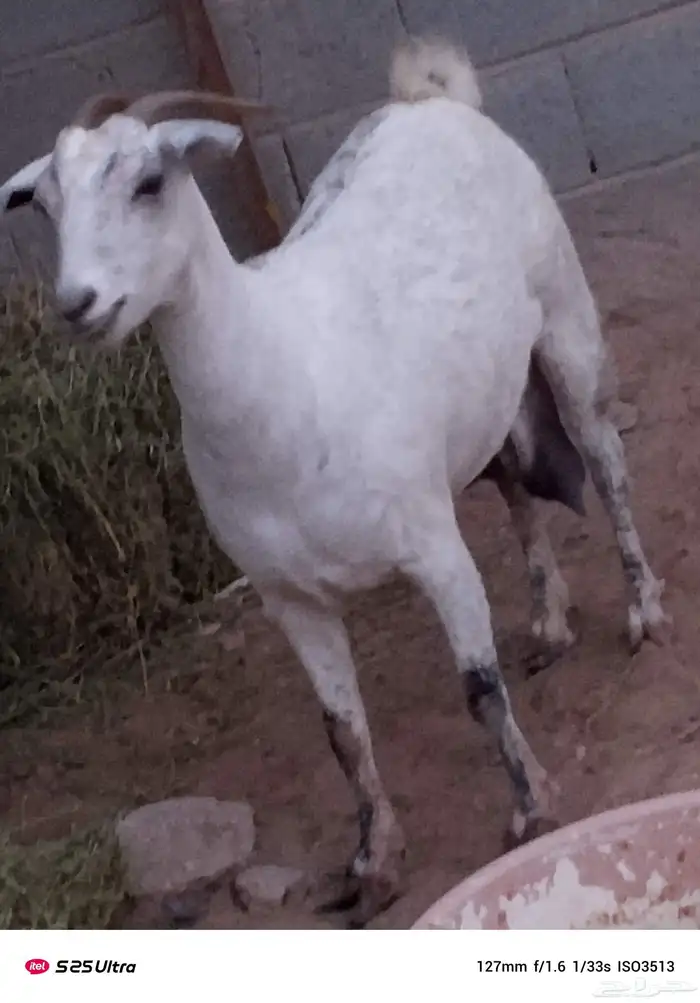 ما شاء الله عليها على السوم 45