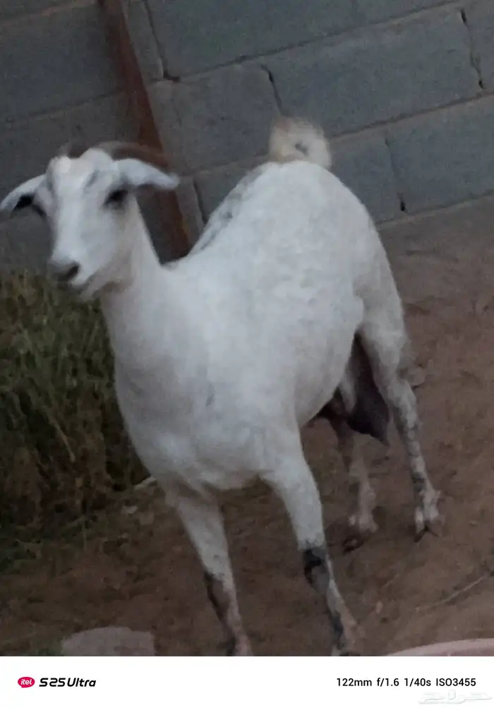 ما شاء الله عليها على السوم 25