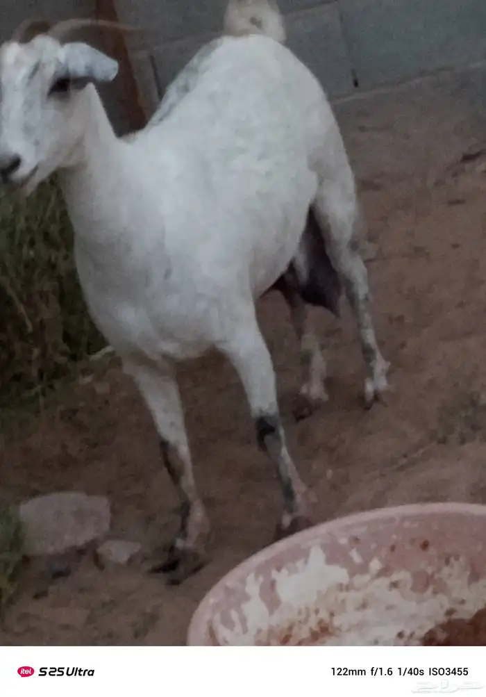 ما شاء الله عليها على السوم 13