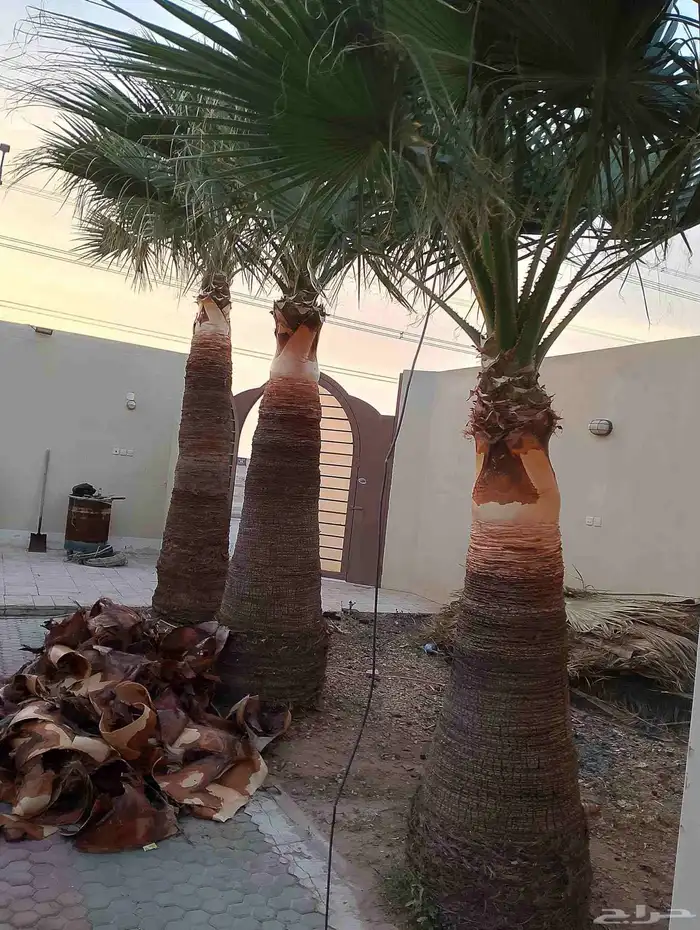مشتل تنسيق حدائق 6