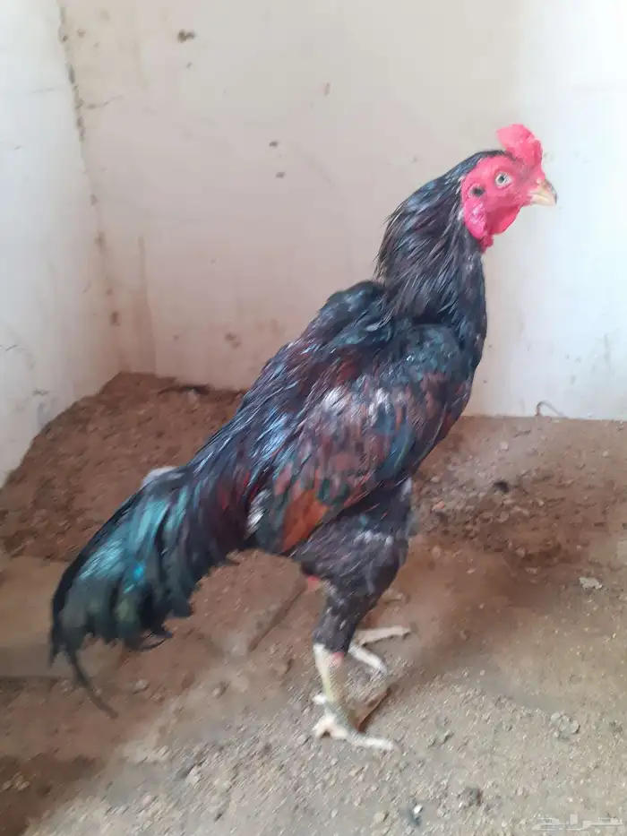 ديك سندي 0