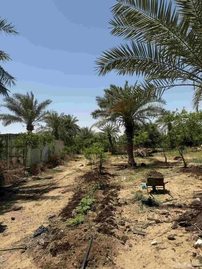 ارض زراعي للبيع الجبيل الصناعيه 7