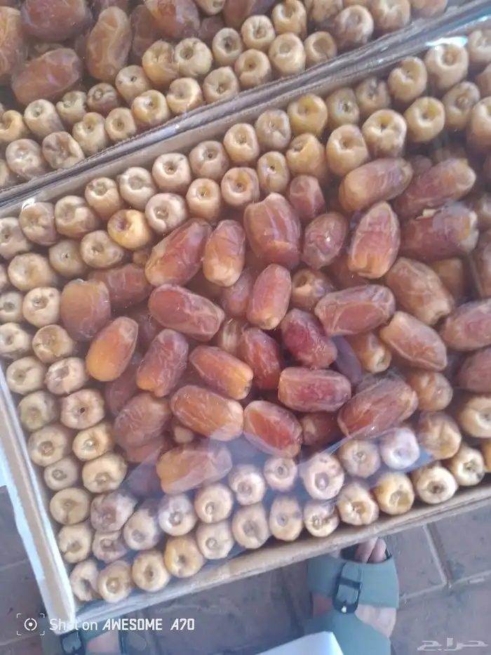 تمور باانواعه 1