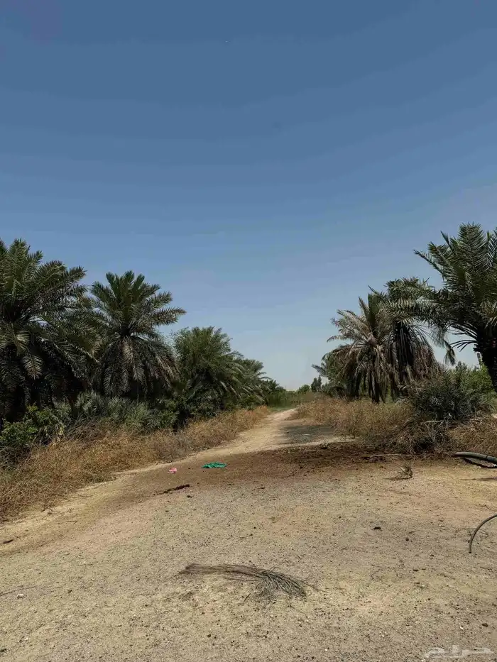 ارض زراعي للبيع الجبيل الصناعيه 8