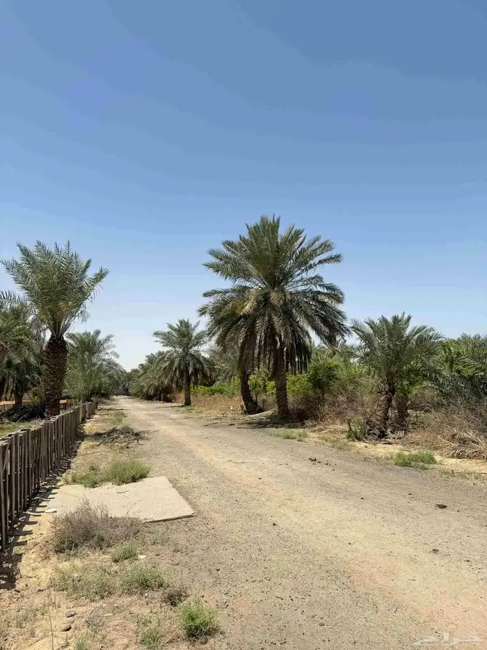 ارض زراعي للبيع الجبيل الصناعيه 1