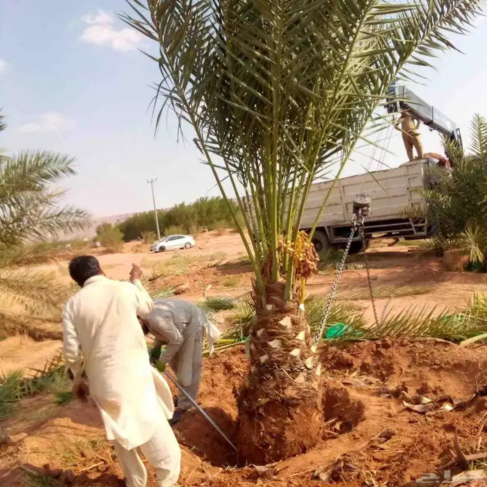 نخل واشنطني للبيع نخيل واشنطنونيا عربي مثمر جميع المواقع 11