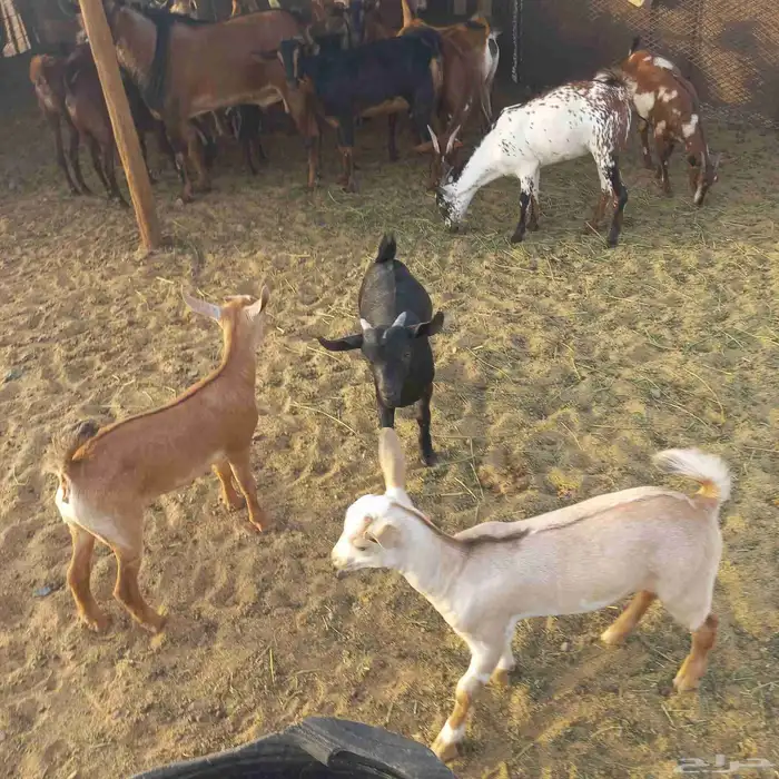 معزا جنوبية وعمانية بفحلها مقنوي 17