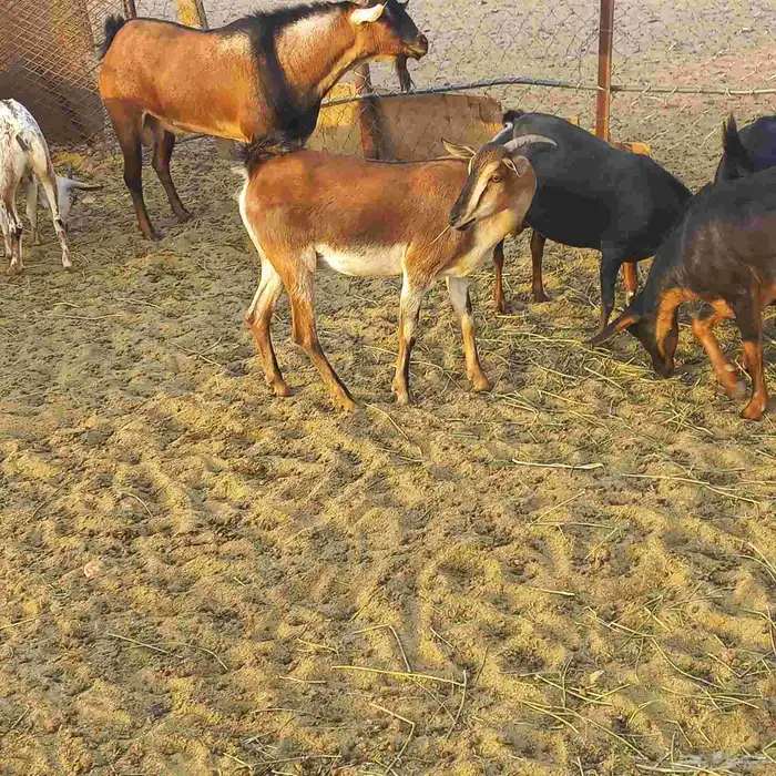 معزا جنوبية وعمانية بفحلها مقنوي 8