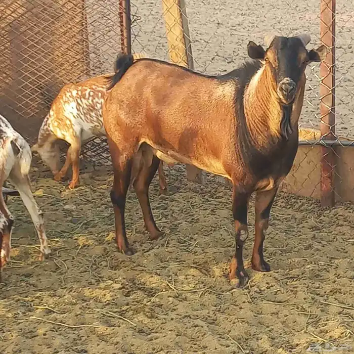 معزا جنوبية وعمانية بفحلها مقنوي 12
