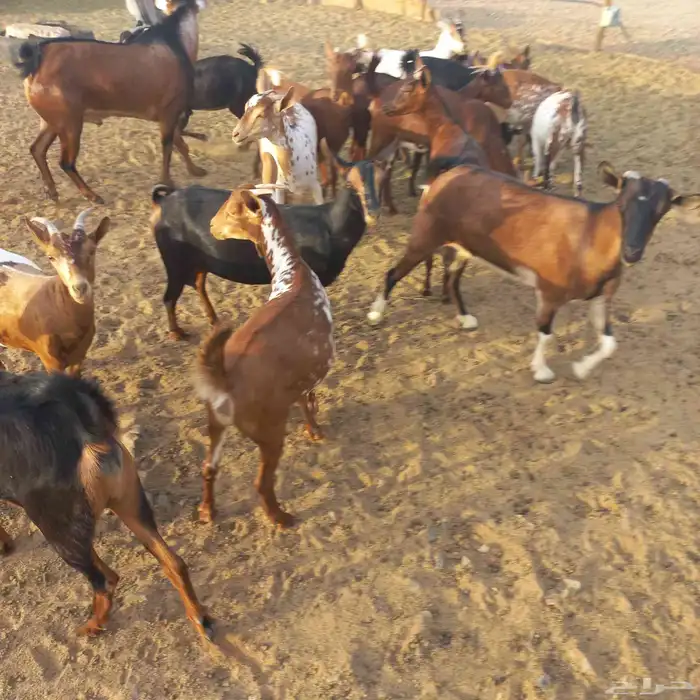 معزا جنوبية وعمانية بفحلها مقنوي 1