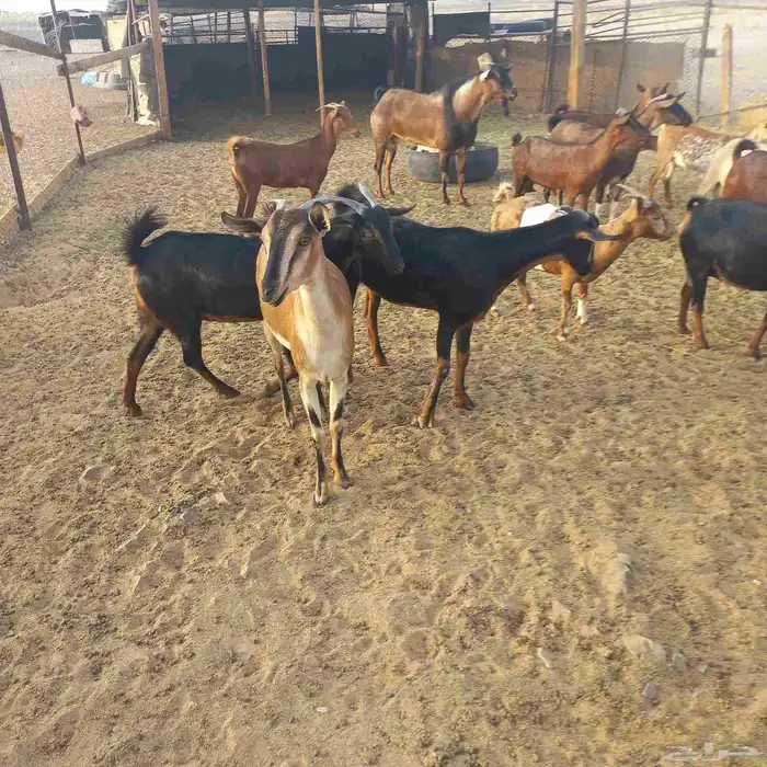 معزا جنوبية وعمانية بفحلها مقنوي 7
