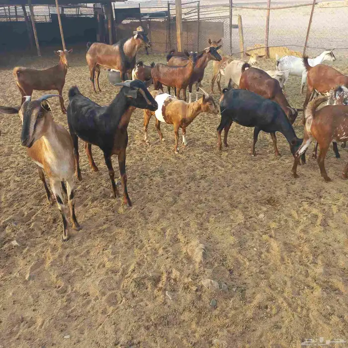 معزا جنوبية وعمانية بفحلها مقنوي 0