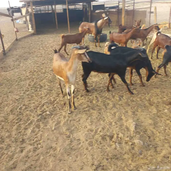 معزا جنوبية وعمانية بفحلها مقنوي 5