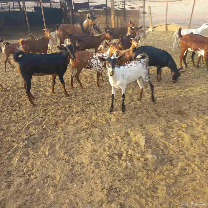 معزا جنوبية وعمانية بفحلها مقنوي 4