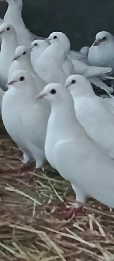 حمام فرنسي index