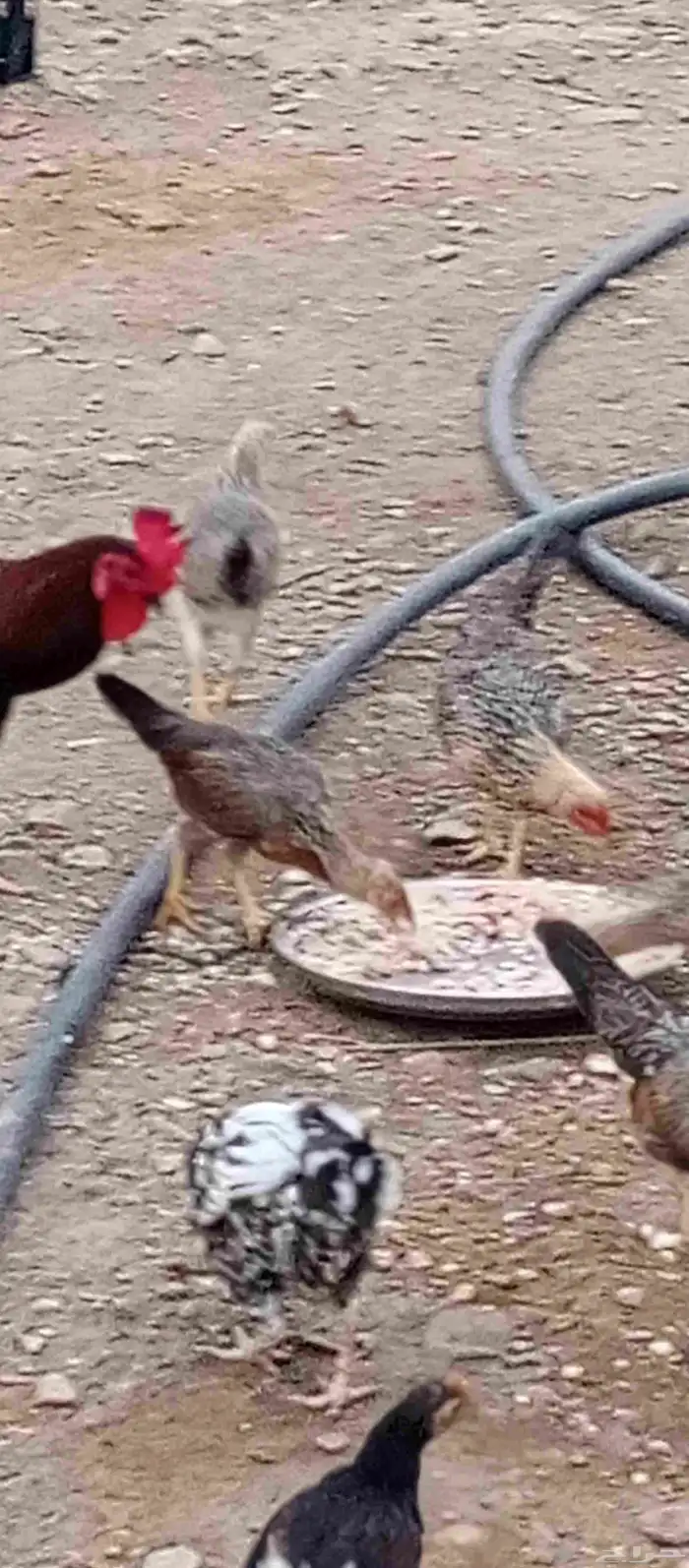 موجود دجاج للبيع بلدي ثلاثه ديوك عمر تسع شهور 13 دجاجه بياض 2