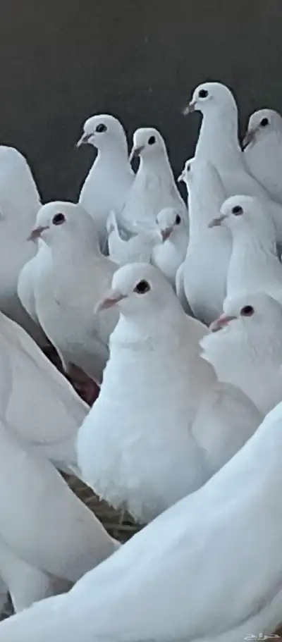 حمام فرنسي index