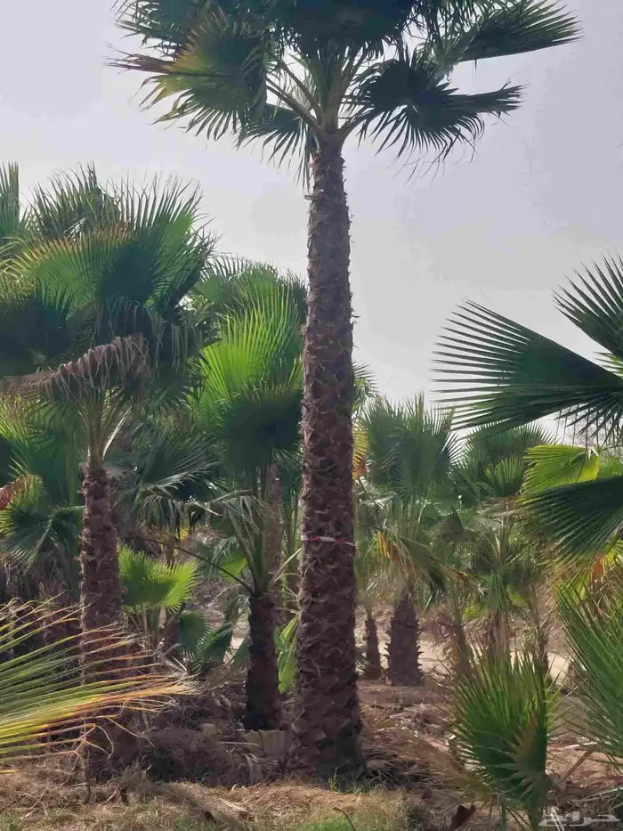 نخل واشنطن جميع المقاسات 0