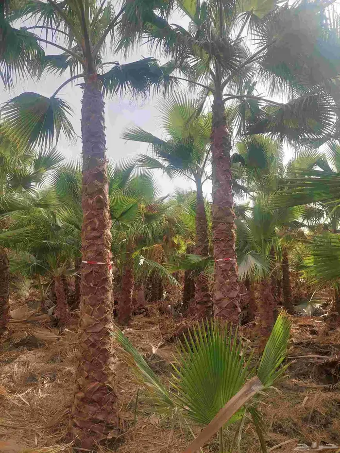 نخل واشنطن جميع المقاسات 5