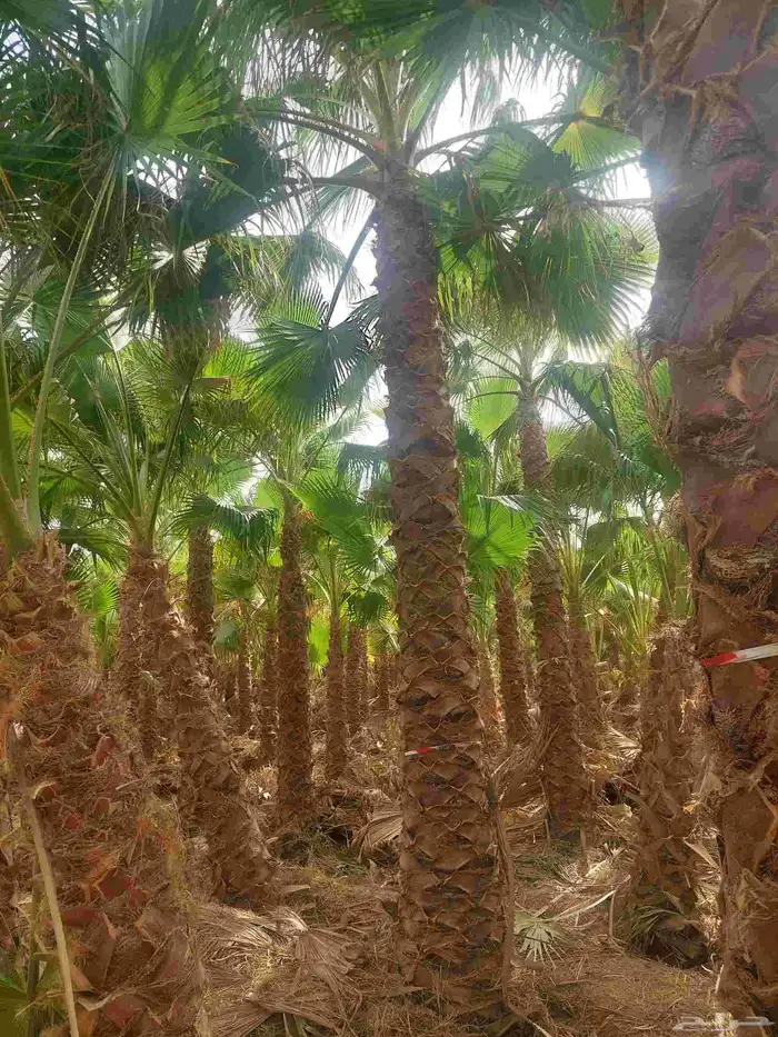 نخل واشنطن جميع المقاسات 7