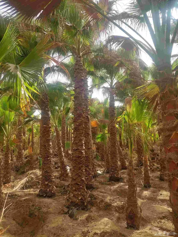 نخل واشنطن جميع المقاسات 1