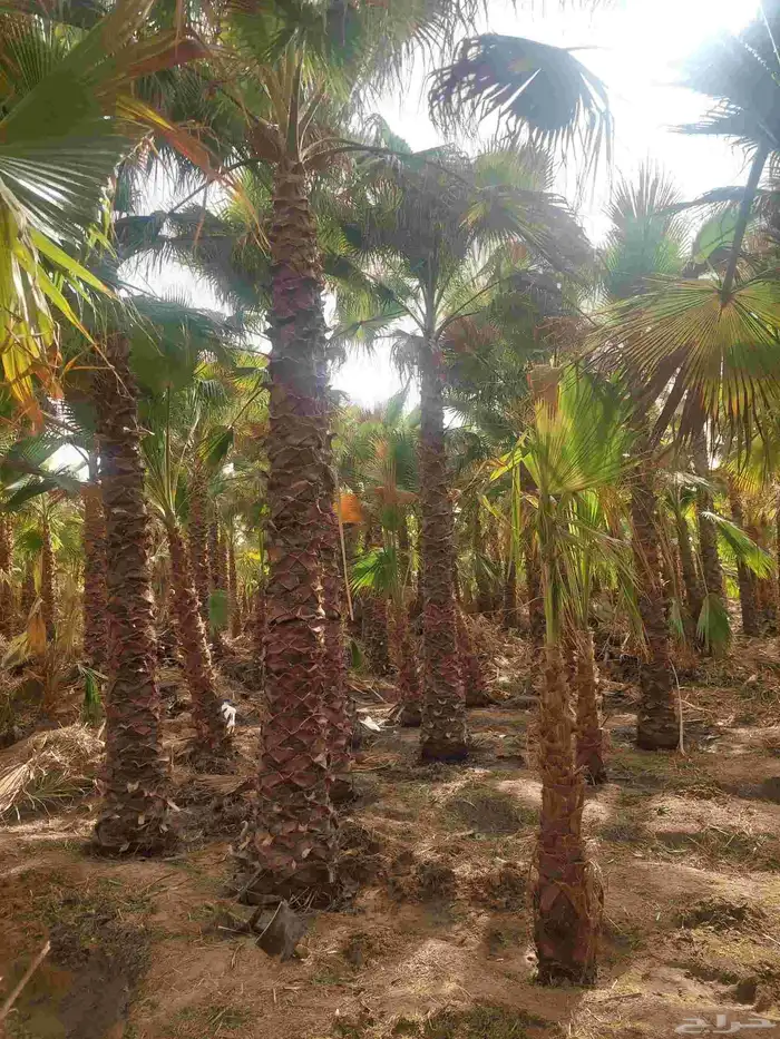 نخل واشنطن جميع المقاسات 2