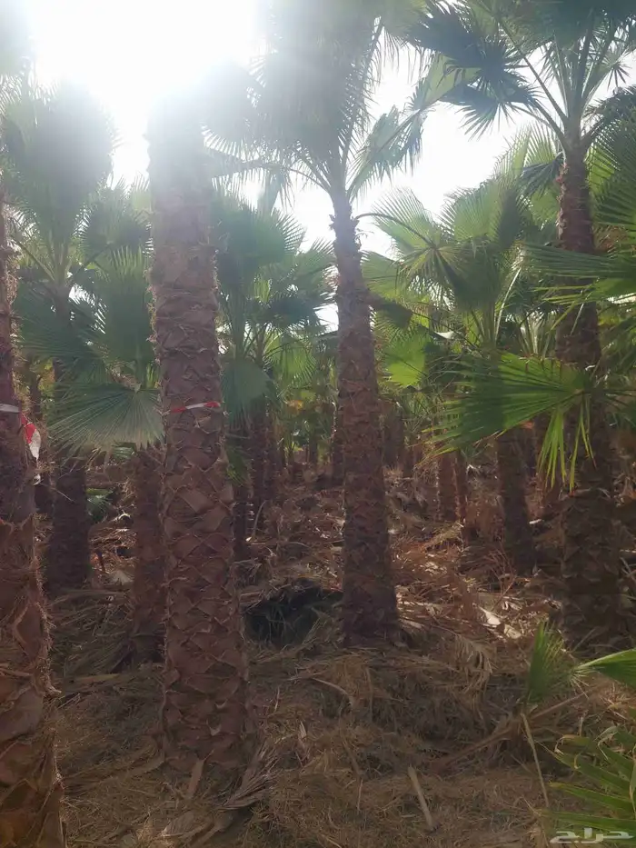 نخل واشنطن جميع المقاسات 4