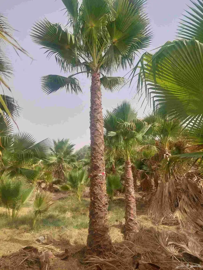 نخل واشنطن جميع المقاسات 9