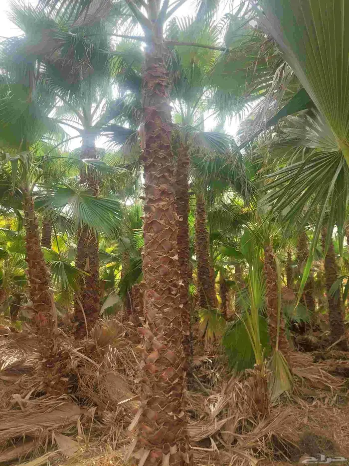 نخل واشنطن جميع المقاسات 6