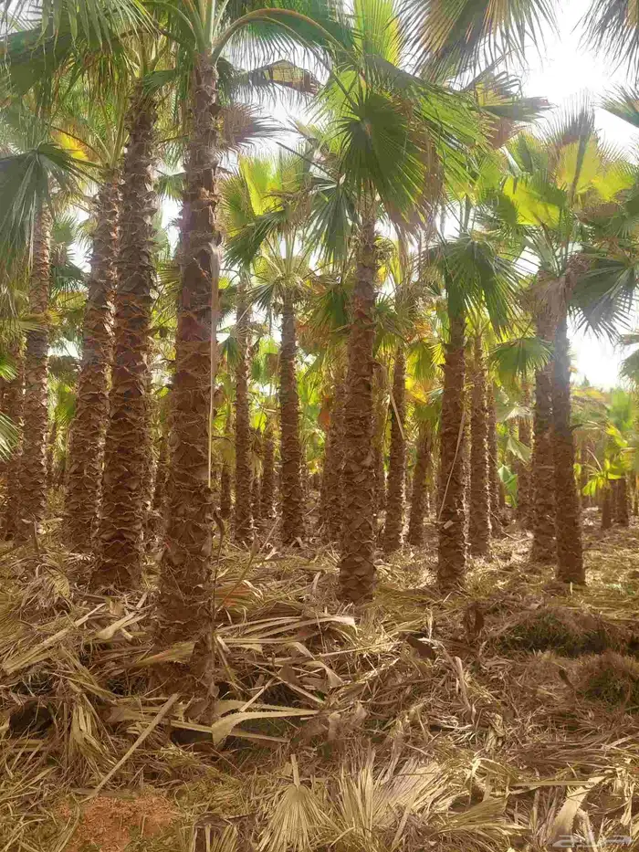 نخل واشنطن جميع المقاسات 3