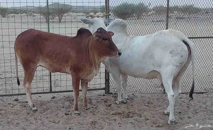 بقرة وحسيلة للبيع. 0