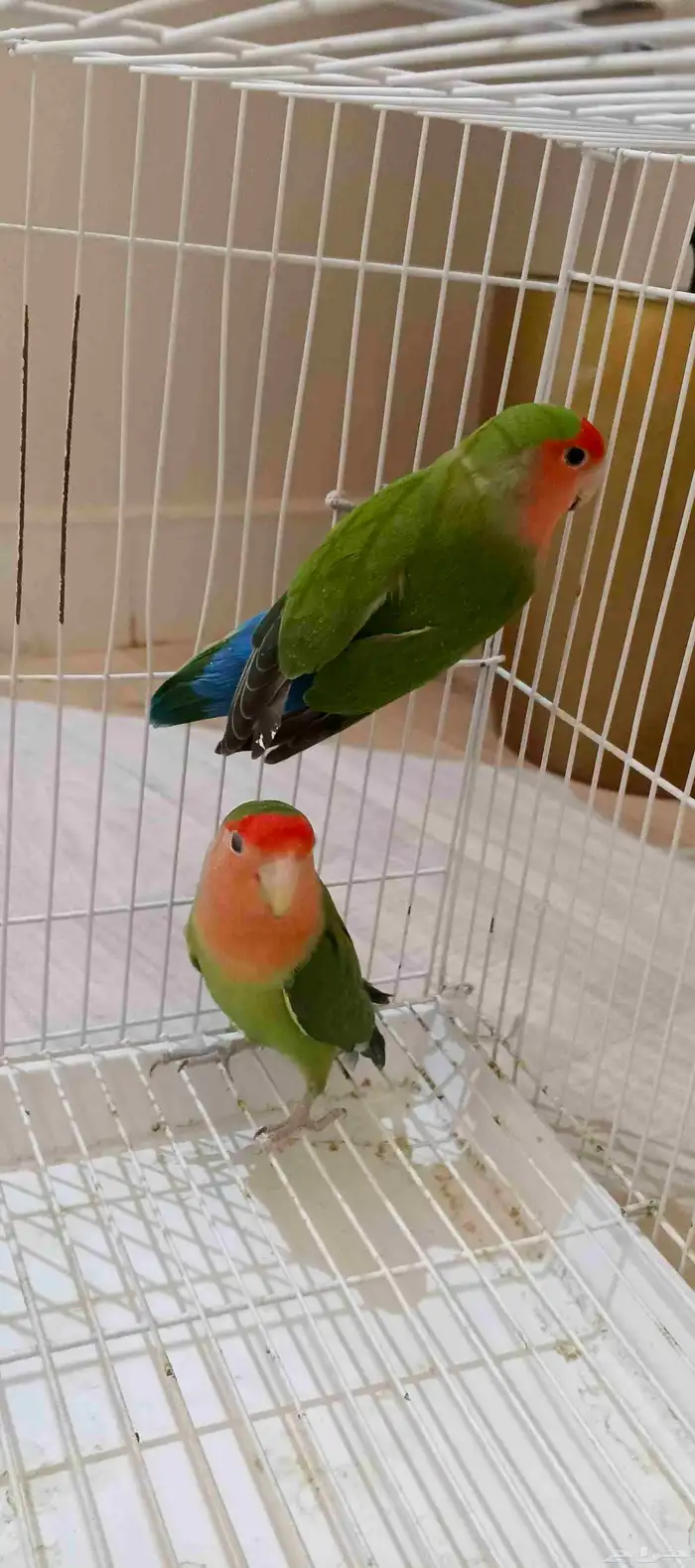 ببغاء روز زوج 2
