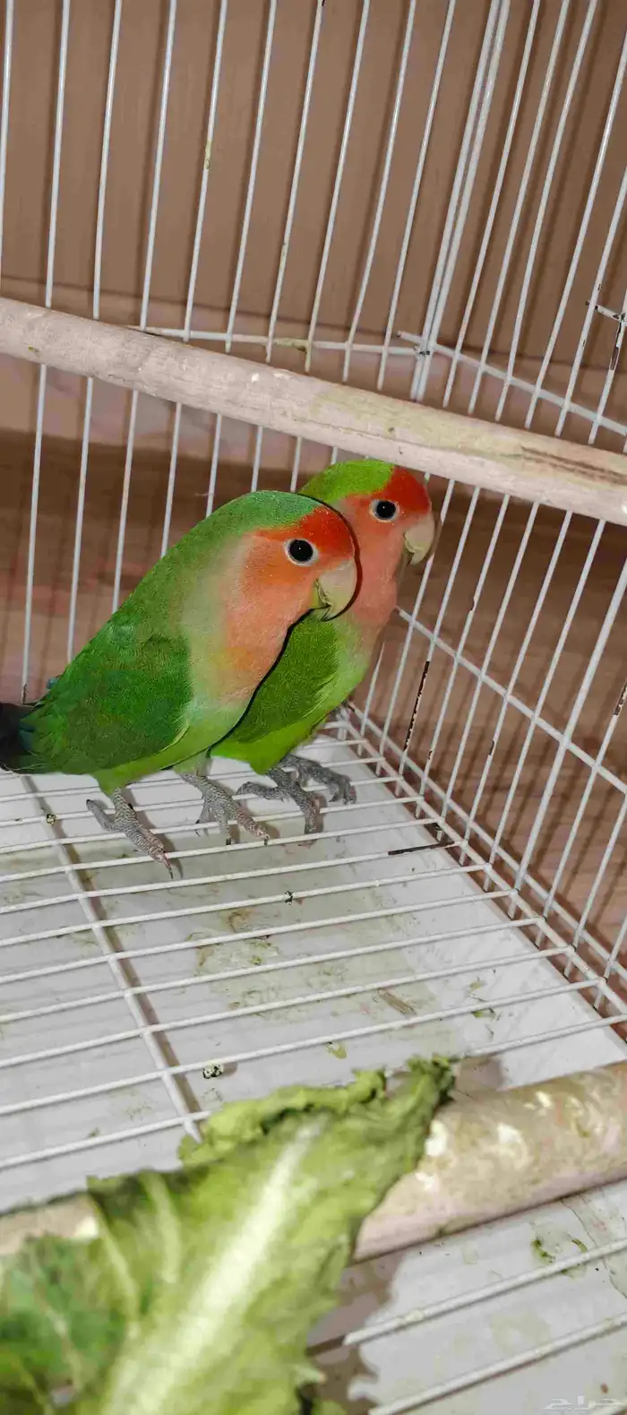 ببغاء روز زوج 1