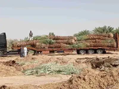 نخل للبيع جميع انواع النخيل متوفره لدينا index