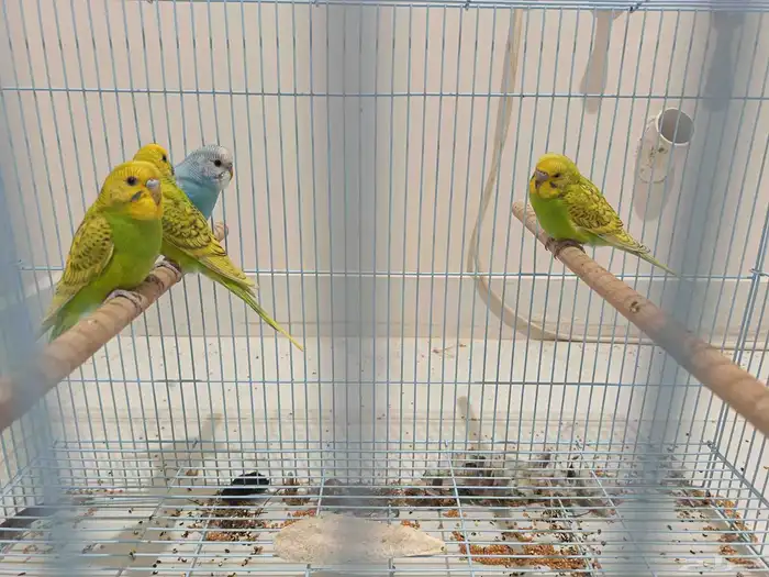 بادجي طيور الحب 0