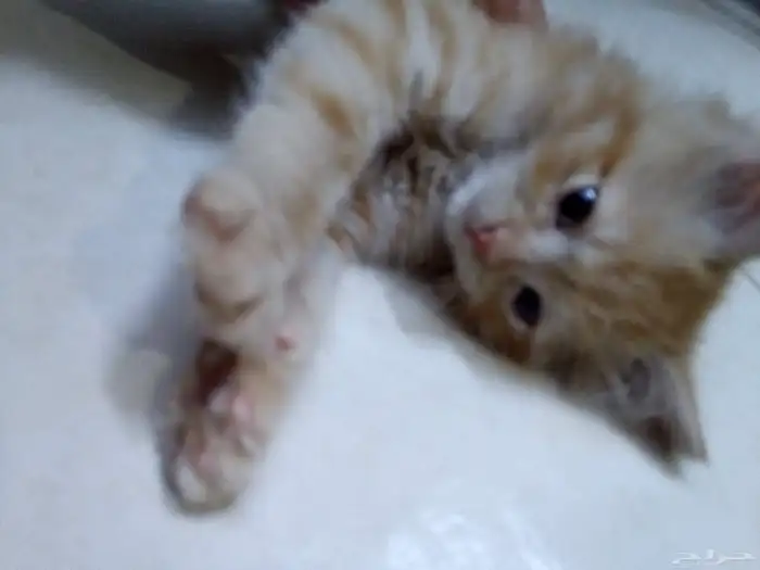 قط شيراز مع كامل اغراضه البيع بداعي السفر وعدم التفرغ 4