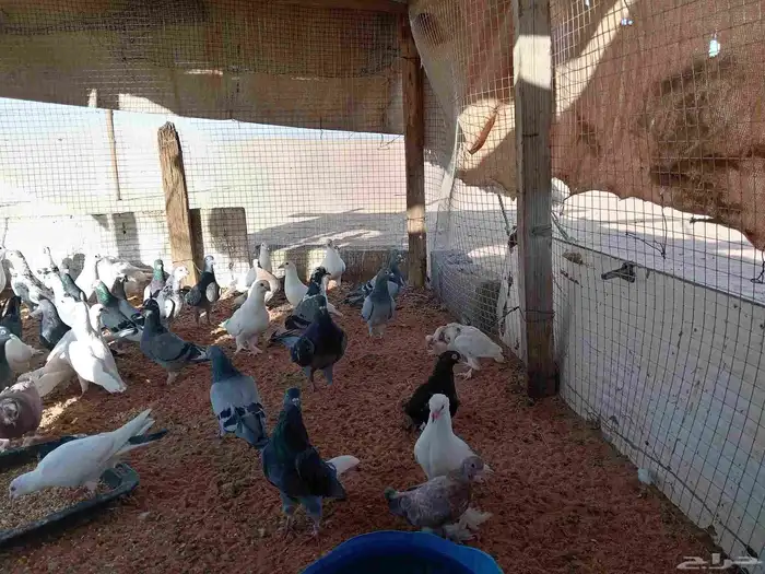 السلام عليكم ورحمة الله وبركاته حمام زاجل وفرنسي عدد تقريبا 2